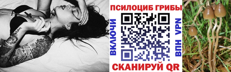 Купить  Сенгилей  Псилоцибиновые грибы GOLDEN TEACHER 